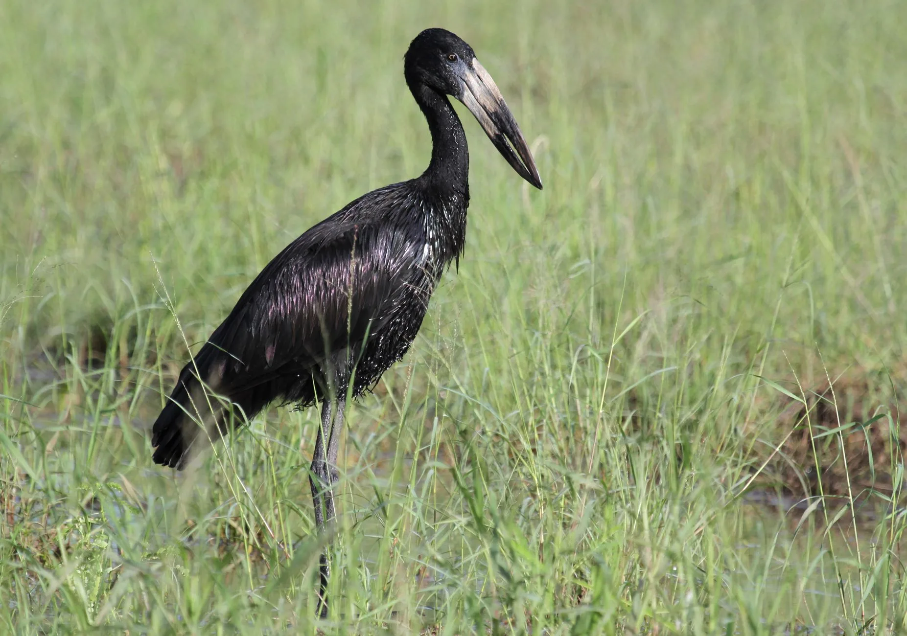 Akagera : le birdwatching de savane