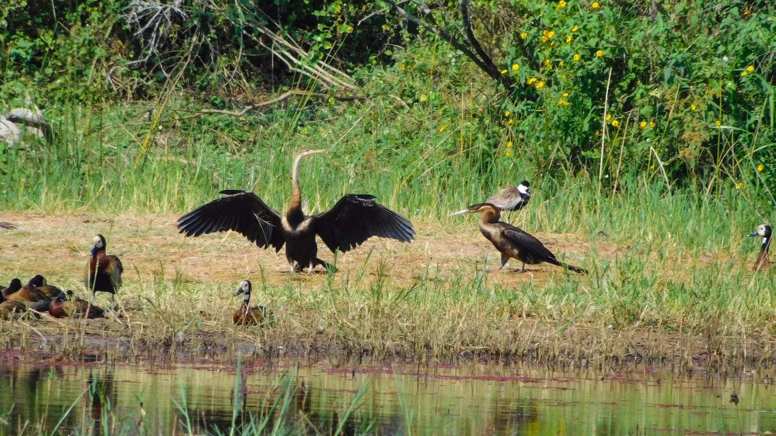 Le birdwatching autour de Kigali