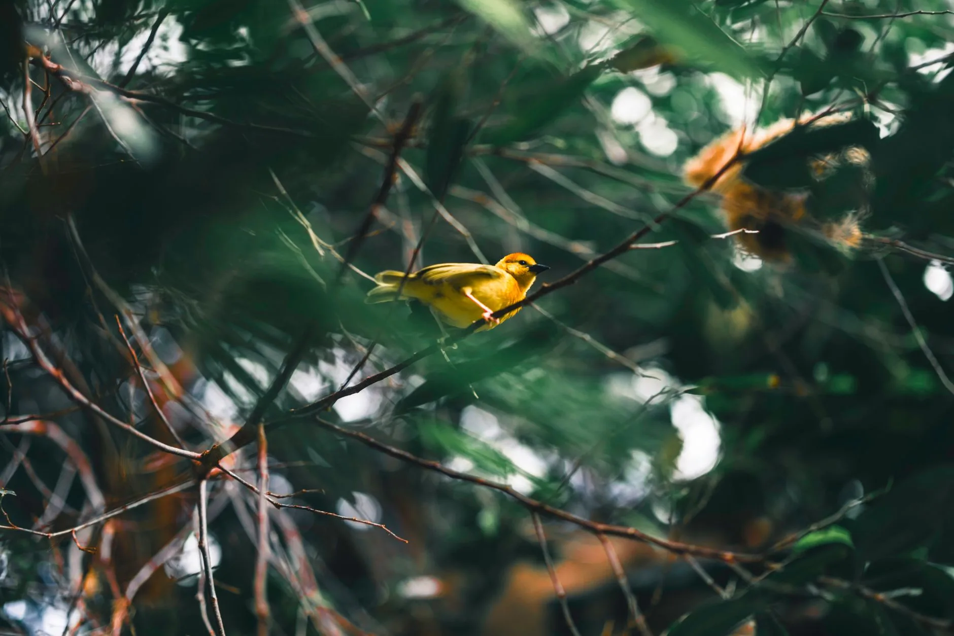 Nyungwe : le temple du birdwatching rwandais
