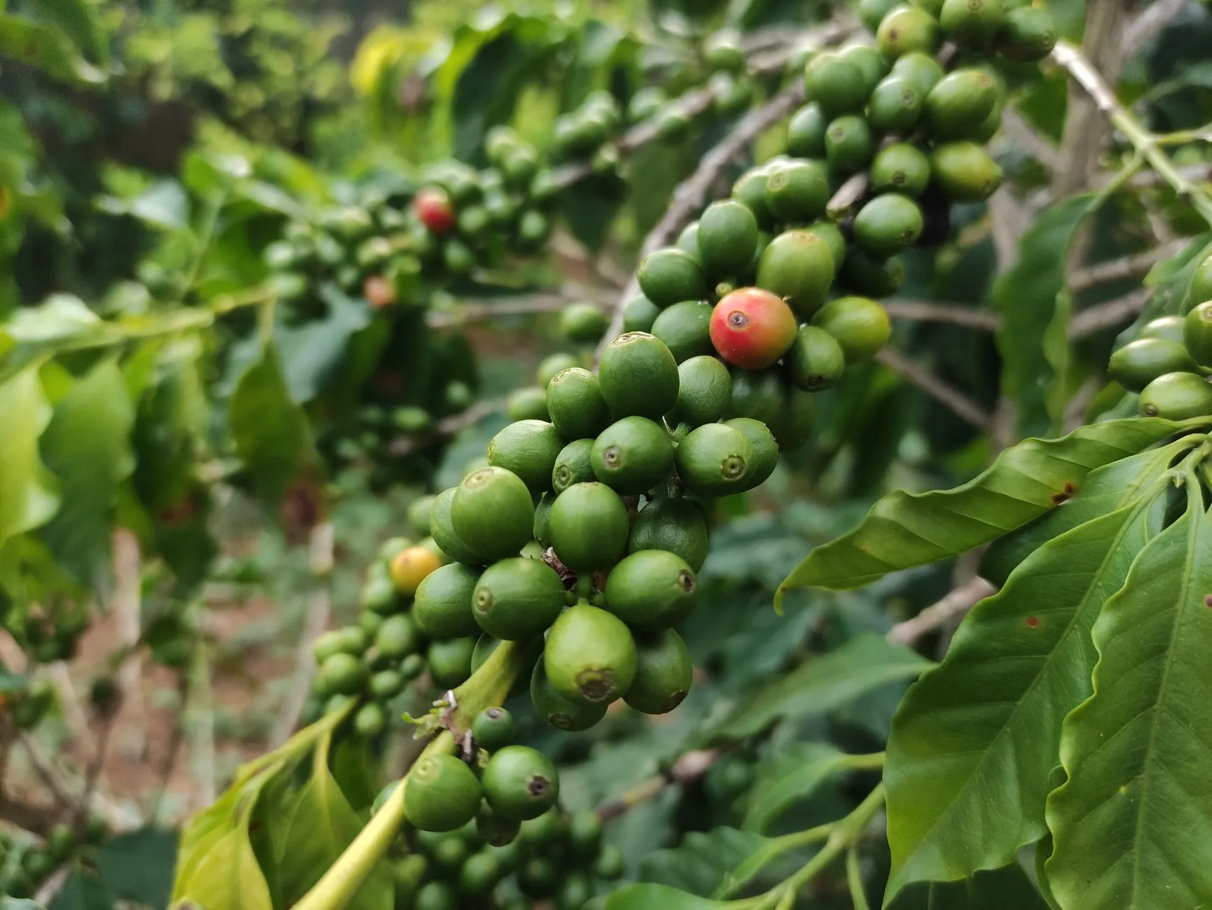Visiter les plantations de café
