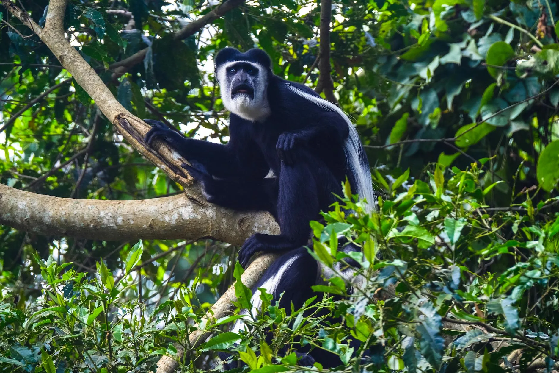 La biodiversité de Nyungwe au-delà des primates