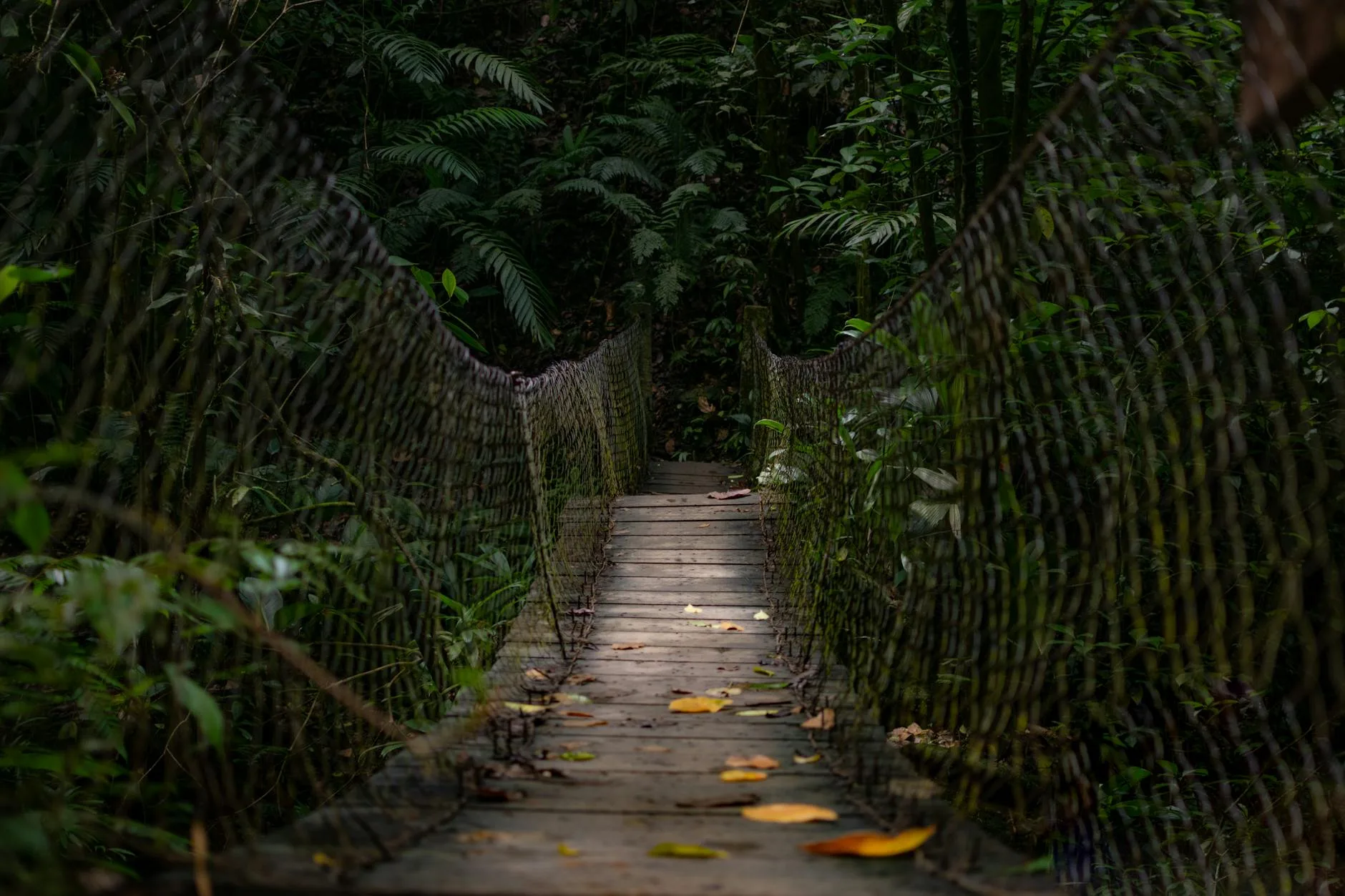 Le canopy walk : l'expérience aérienne