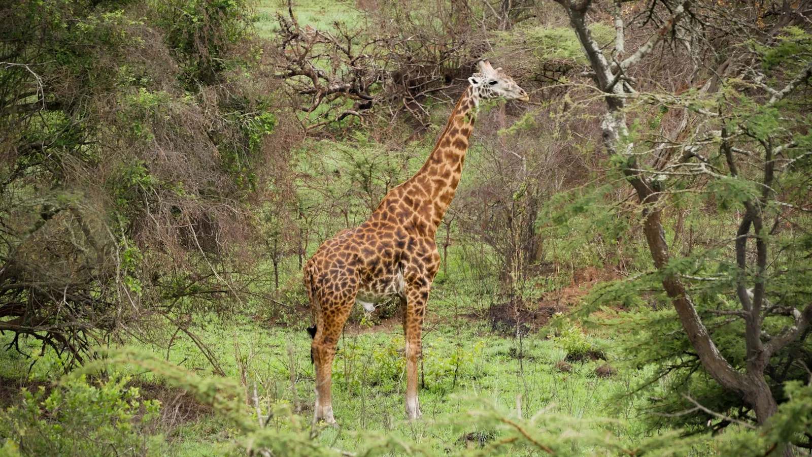 Jours 11-12 : Safari à Akagera