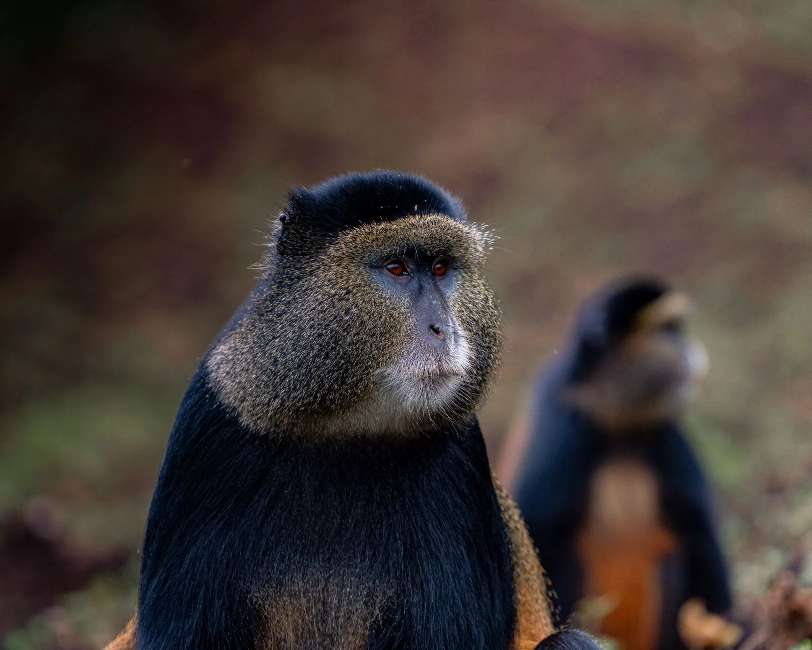 Et la RDC (Congo) ? Le cas particulier de Virunga
