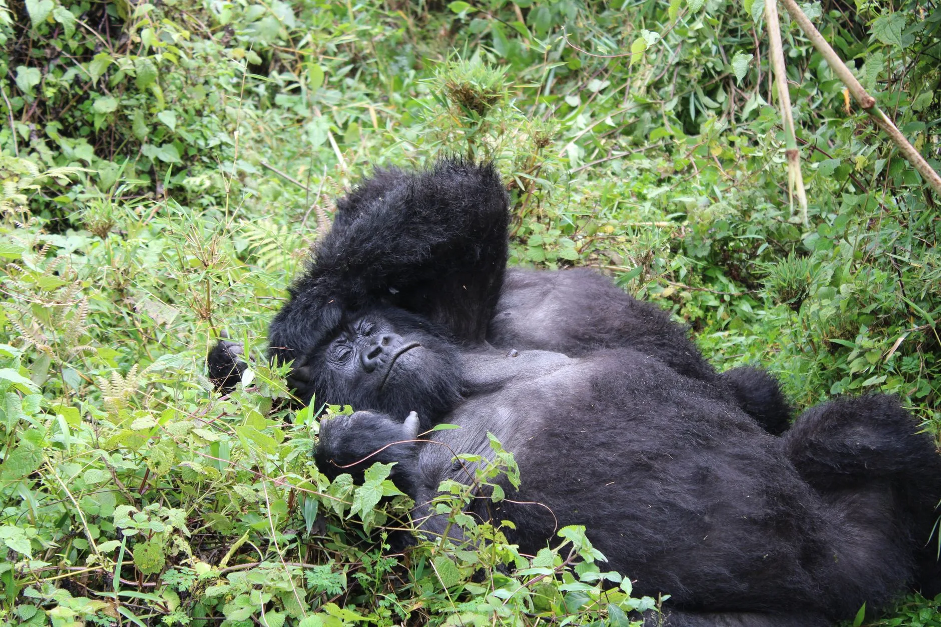 Le Centre de Recherche Karisoke et Dian Fossey