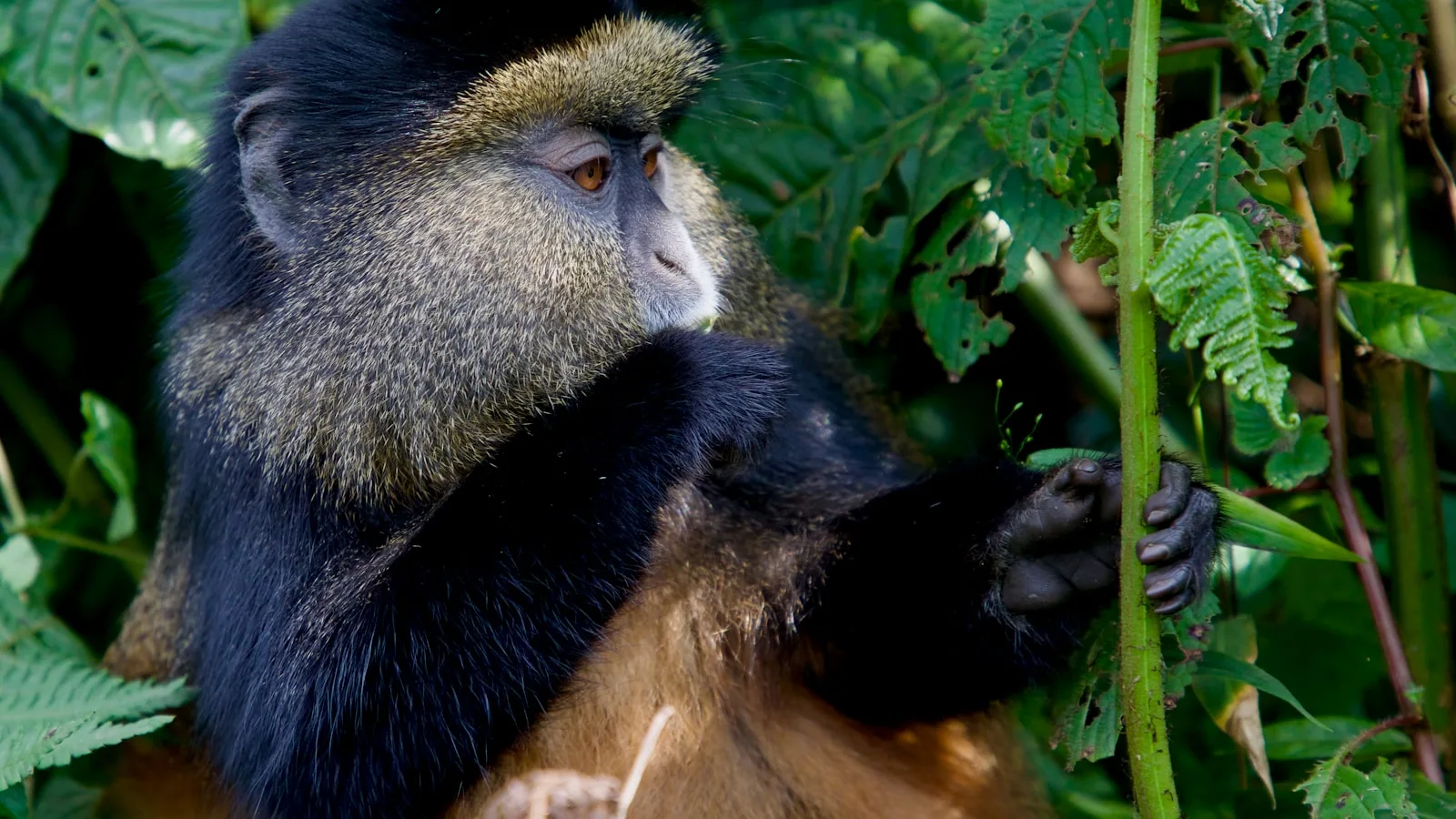 Le suivi des singes dorés : une alternative accessible