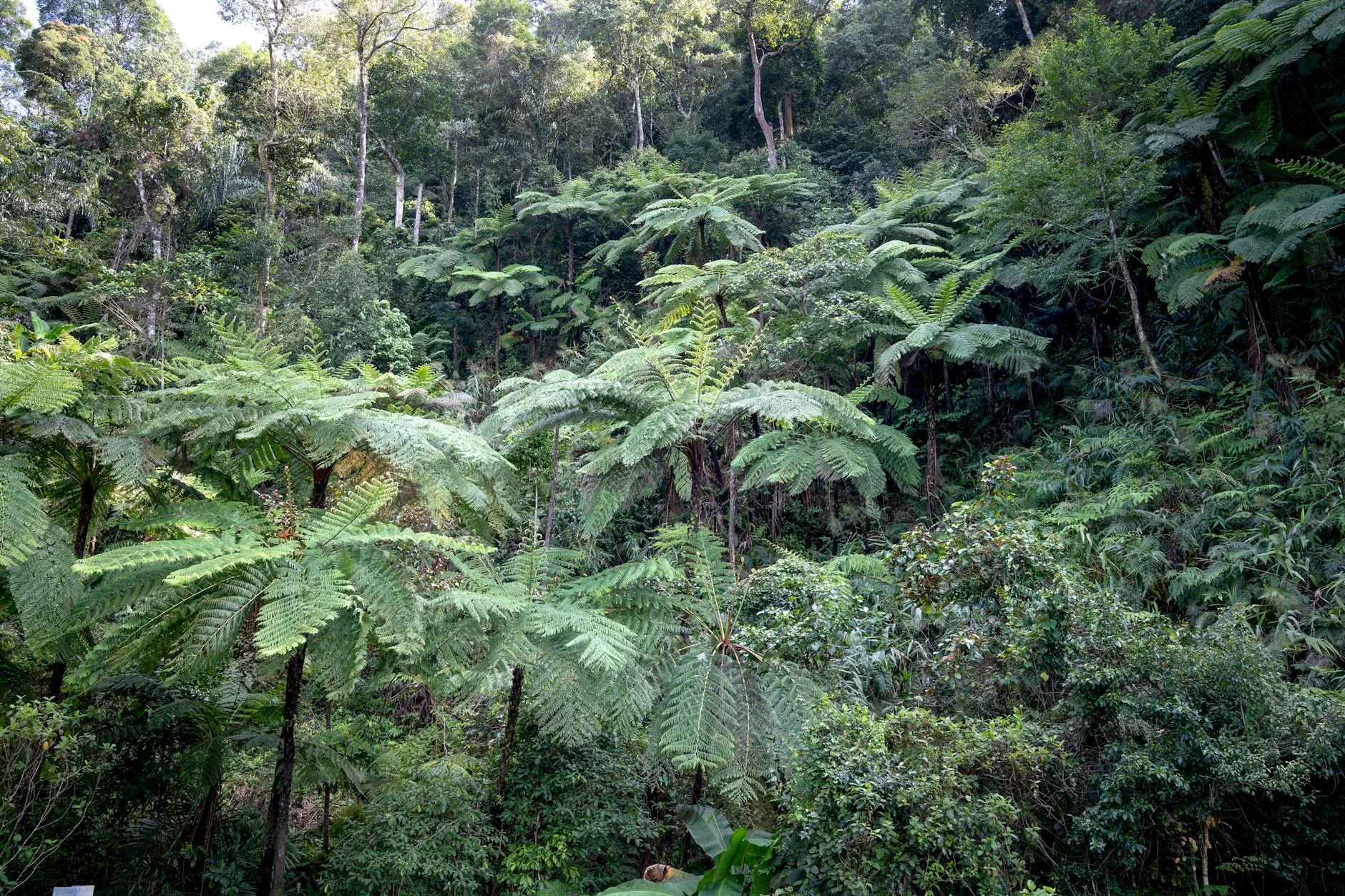 La forêt de Nyungwe