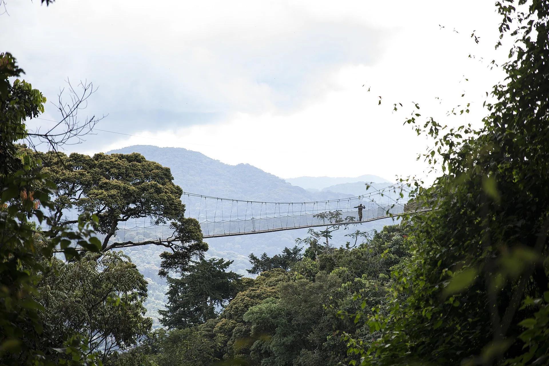 Les randonnées dans le Parc National de Nyungwe