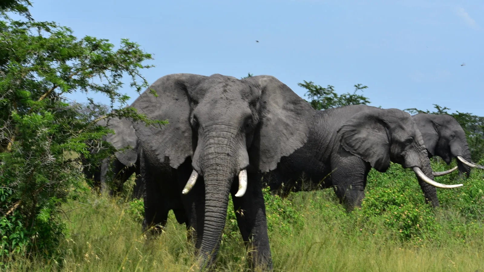Jour 4 : Safari intégral à Akagera
