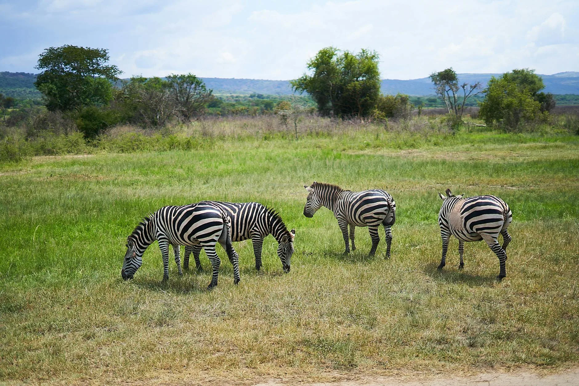 Les animaux d'Akagera