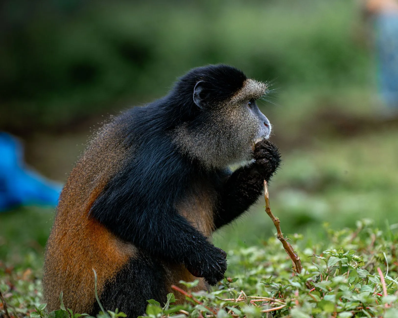 Randonneurs dans la forêt de brume du Parc National des Volcans en route vers la tombe de Dian Fossey