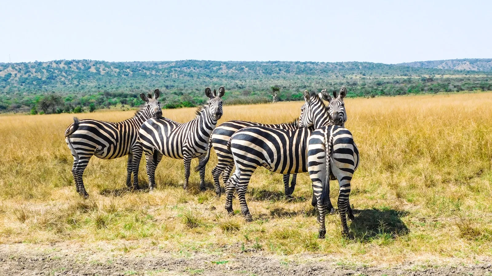 La faune sauvage au-delà du Big Five