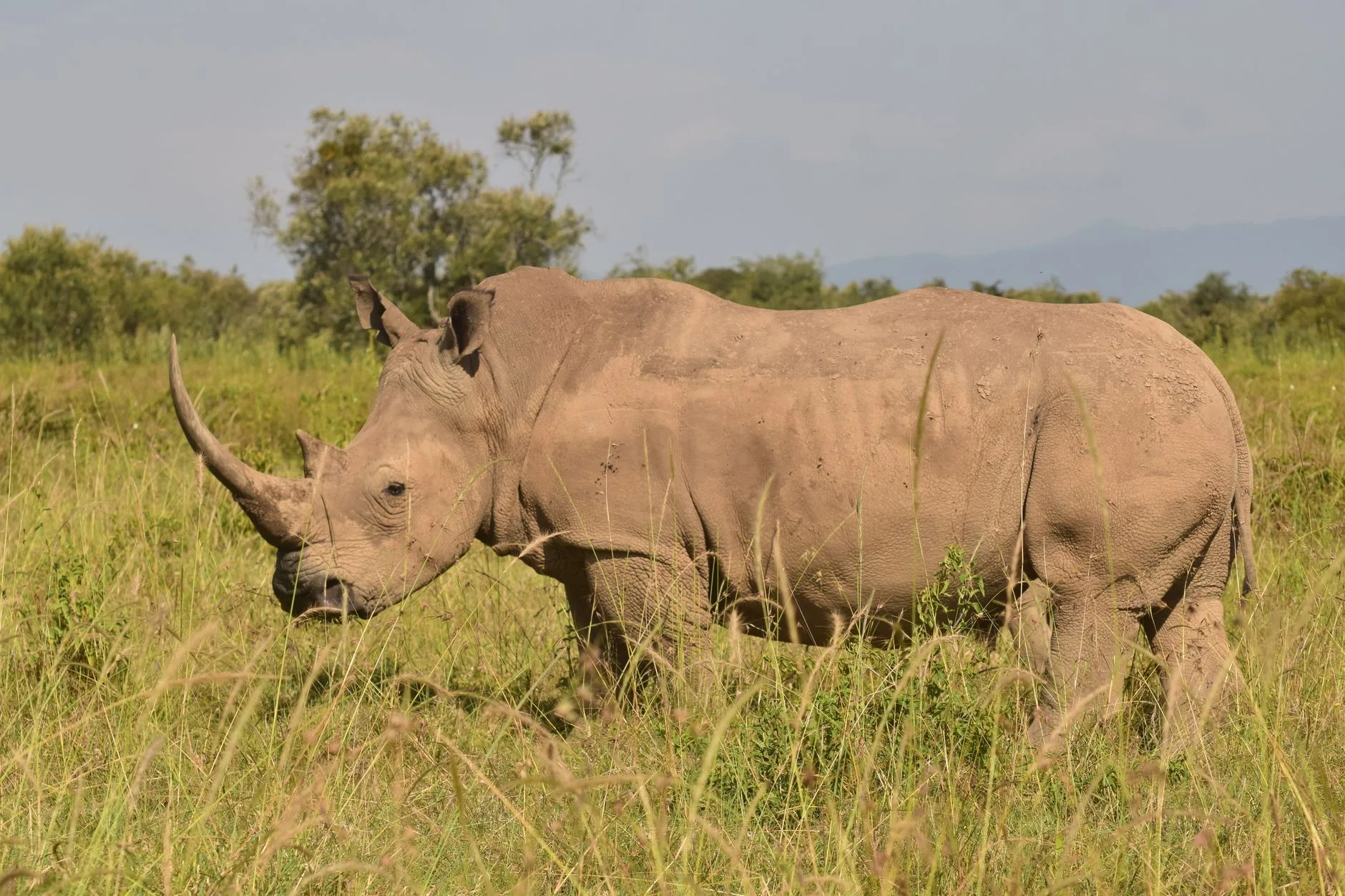 Le Big Five au Rwanda : les animaux emblématiques d'Akagera