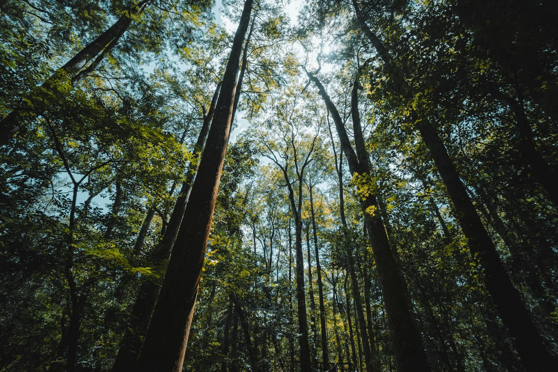Huye, porte du Nyungwe Forest