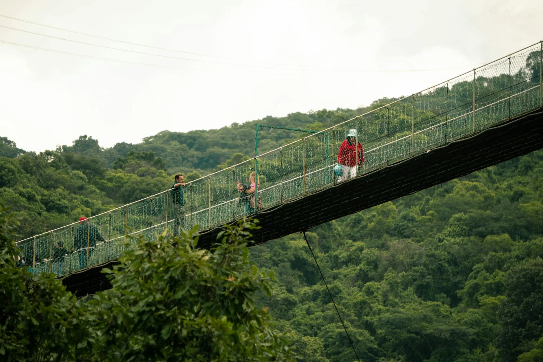 Le canopy walk : marcher au-dessus de la forêt