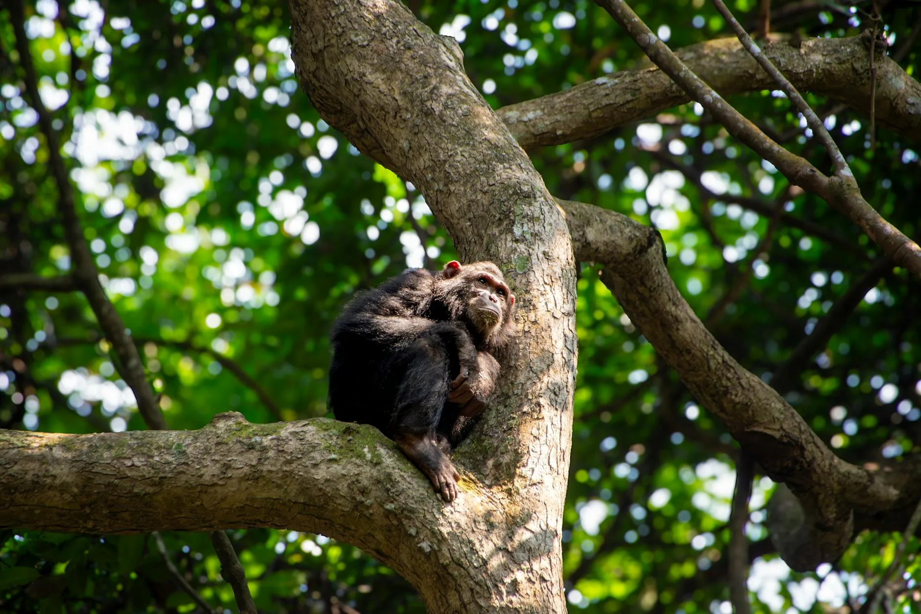 Le trekking des chimpanzés : l'expérience phare