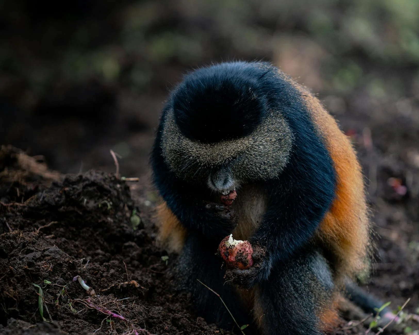 Nyungwe en bref : la plus grande forêt de montagne d'Afrique centrale