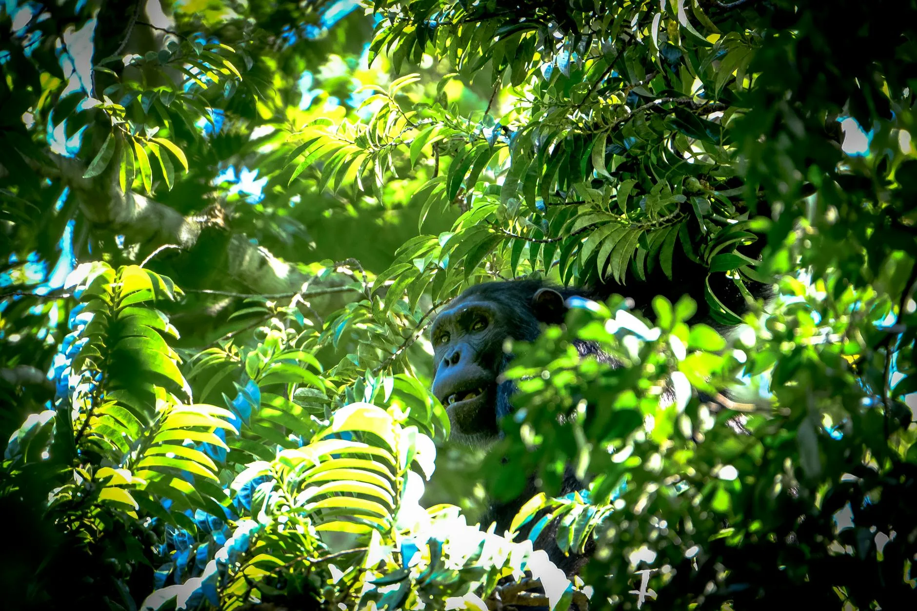 La Forêt de Nyungwe